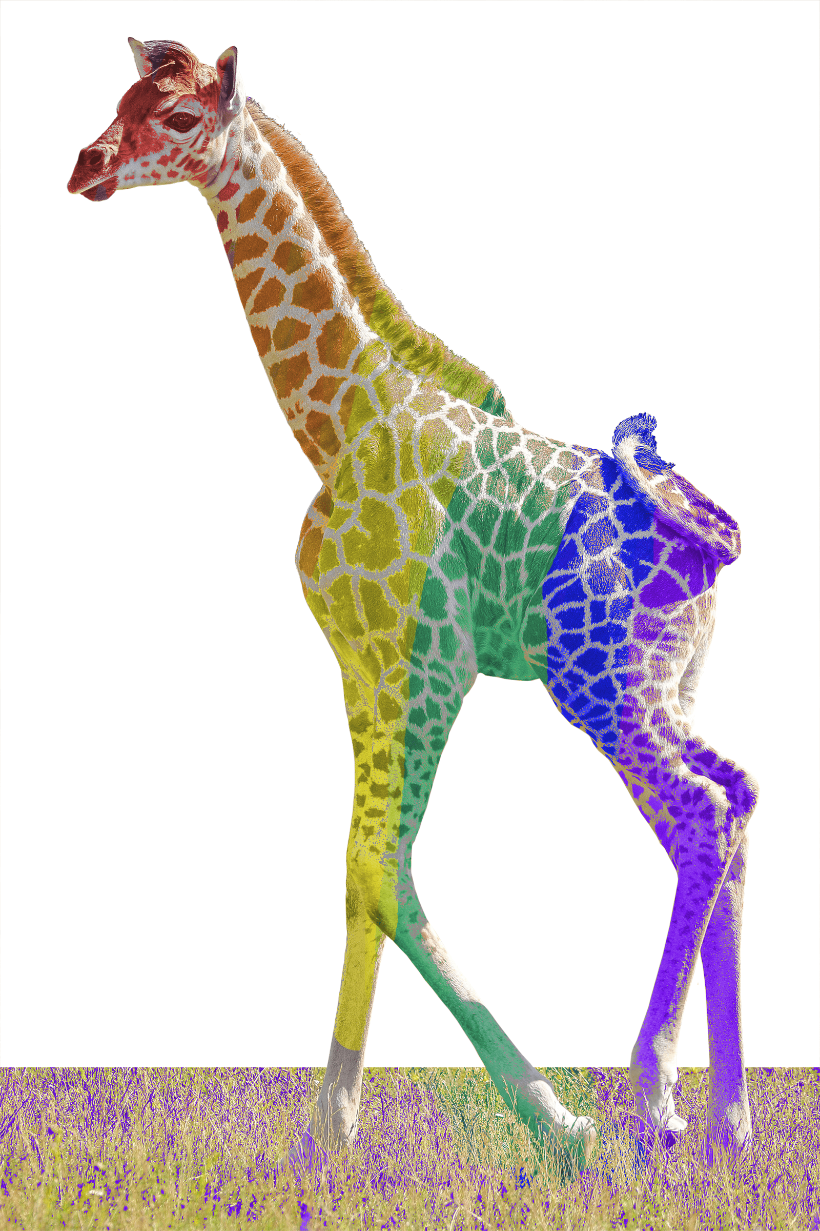 rainbow Giraffe